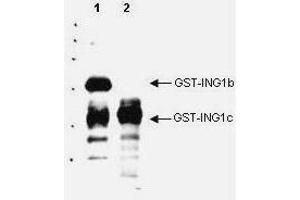 Western blot analysis is shown using  Affinity Purified anti-p33 ING1 antibody to detect over expressed Human ING1 present in cell nuclear extracts. (ING1 Antikörper  (AA 285-296))