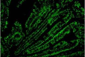 Immunofluorescence analysis of Mouse colonic tissue with CD4 Monoclonal Antibody. (CD4 Antikörper)