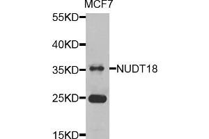 Western blot analysis of extracts of MCF7 cells, using NUDT18 antibody.