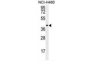 CCDC54 Antibody (Center) western blot analysis in NCI-H460 cell line lysates (35µg/lane). (CCDC54 Antikörper  (Middle Region))