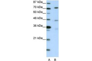 Western Blotting (WB) image for anti-Autophagy related 4B Cysteine Peptidase (ATG4B) antibody (ABIN2460952) (ATG4B Antikörper)