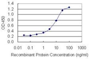 Detection limit for recombinant GST tagged ARFGEF1 is 0. (ARFGEF1 Antikörper  (AA 311-411))