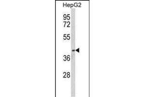 Western blot analysis of PON3 Antibody (N-term) (ABIN652536 and ABIN2842361) in HepG2 cell line lysates (35 μg/lane). (PON3 Antikörper  (N-Term))