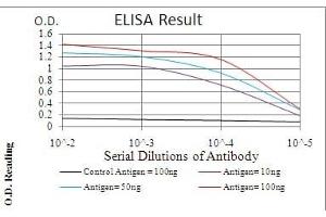 Black line: Control Antigen (100 ng), Purple line: Antigen(10 ng), Blue line: Antigen (50 ng), Red line: Antigen (100 ng), (ERBB4 Antikörper  (AA 1159-1308))