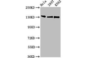 RFX1 antibody  (AA 36-133)