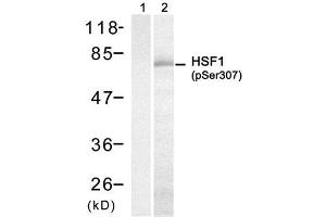 Western blot analysis of extract from H (HSF1 Antikörper  (pSer307))
