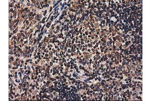 Image no. 6 for anti-Heme Oxygenase (Decycling) 2 (HMOX2) antibody (ABIN1498691) (HMOX2 Antikörper)