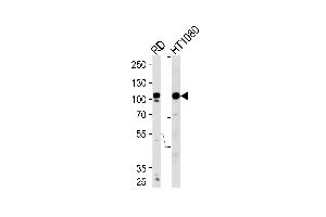 Western blot analysis of lysates from RD,H cell line (from left to right),using ATP2A1 Antibody (C-term) (ABIN1881089 and ABIN2840069).