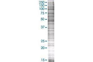 ARL6IP6 transfected lysate. (ARL6IP6 293T Cell Transient Overexpression Lysate(Denatured))
