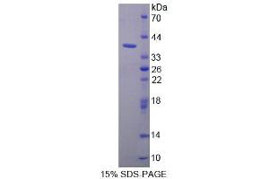 SDS-PAGE analysis of Human PURA Protein.