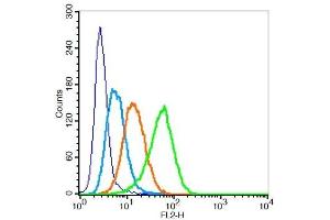 Human U937 cells probed with LAMP2 Polyclonal Antibody, Unconjugated  at 1:100 for 30 minutes followed by incubation with a PE Conjugated secondary (green) for 30 minutes compared to control cells (blue), secondary only (light blue) and isotype control (orange).