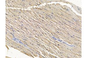 ABIN7096484 and ABIN7100548 at 1/100 staining rat muscle tissue by IHC-P. (TMEM107 Antikörper)