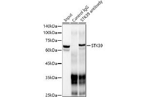 Immunoprecipitation (IP) image for anti-serine threonine Kinase 39 (STK39) antibody (ABIN1682890)