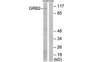 Western blot analysis of extracts from COS cells, using Gab2 (Ab-159) Antibody.