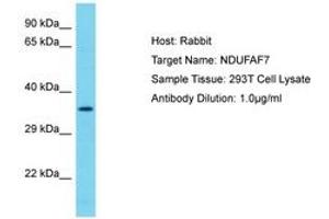 Image no. 1 for anti-NADH Dehydrogenase (Ubiquinone) Complex I, Assembly Factor 7 (NDUFAF7) (AA 253-302) antibody (ABIN6750634) (NDUFAF7 Antikörper  (AA 253-302))