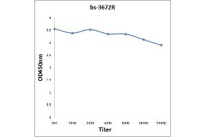 Antigen: 0. (HSPB8 Antikörper  (AA 101-196))