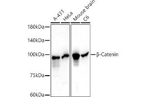 Western blot analysis of extracts of various cell lines, using β-Catenin Mouse mAb antibody (ABIN7266137) at 1:1000 dilution. (CTNNB1 Antikörper)