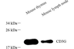 Western blot analysis of CD3G (ABIN7073392),at dilution of 1: 1000 (CD3G Antikörper)