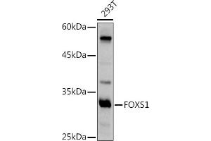 Western blot analysis of extracts of 293T cells, using FOXS1 antibody (ABIN7267251) at 1:500 dilution. (FOXS1 Antikörper  (AA 121-330))