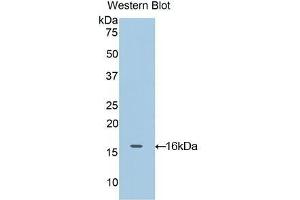 Detection of Recombinant OCM, Rat using Polyclonal Antibody to Oncomodulin (OCM) (Oncomodulin Antikörper  (AA 1-109))