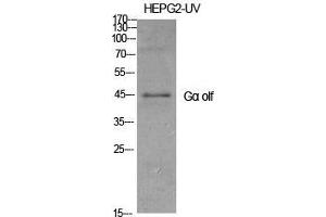 Western Blot (WB) analysis of specific cells using Galpha olf Polyclonal Antibody. (GNAL Antikörper  (Internal Region))
