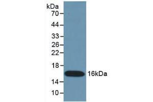 Western Blot; Sample: Recombinant IFNg, Mouse. (Interferon gamma Antikörper  (AA 23-155))