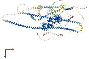 PPFIA1 Protein (AA 1-1202) (His tag)