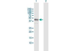 Western Blot analysis of TARBP2 expression in transfected 293T cell line by TARBP2 MaxPab polyclonal antibody.
