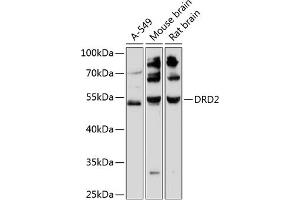 Western blot analysis of extracts of various cell lines, using DRD2 antibody (ABIN6129503, ABIN6139821, ABIN6139822 and ABIN6216745) at 1:3000 dilution. (Dopamine d2 Receptor Antikörper  (AA 214-373))