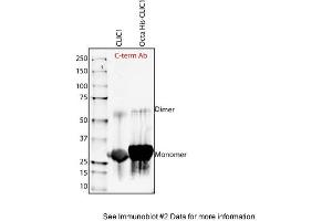 Sample Type: Purified Recombinant CLIC-1 proteinPrimary Dilution: 1:1000 (CLIC1 Antikörper  (C-Term))