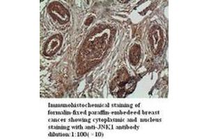 Image no. 2 for anti-Mitogen-Activated Protein Kinase 8 (MAPK8) antibody (ABIN790900) (JNK Antikörper)