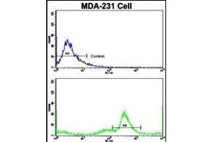 Flow cytometric analysis of MDA-231 cells using C5 Antibody (N-term)(bottom histogram) compared to a negative control cell (top histogram). (C5 Antikörper  (N-Term))