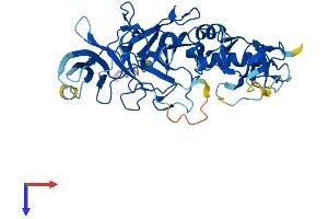 Pellino 1 Protein (AA 1-418) (His tag)
