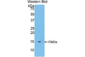 Detection of Recombinant MRP1, Mouse using Polyclonal Antibody to Chemokine (C-C motif) ligand 6 (CCL6) (CCL6 Antikörper  (AA 22-116))