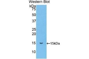 Detection of Recombinant MRP1, Mouse using Polyclonal Antibody to Chemokine (C-C motif) ligand 6 (CCL6)