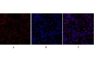 Immunofluorescence analysis of rat lung tissue. (SMAD4 Antikörper  (AA 40-120))