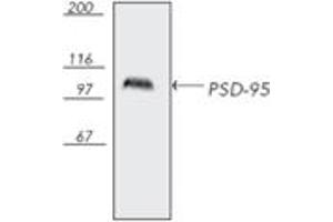 Western blot analysis of bovine brain tissue extract, probed with PSD-95, mAb (7E3-1B8). (DLG4 Antikörper)