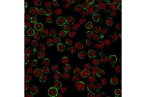 Immunofluorescence staining of Raji cells. (CD19 Antikörper)