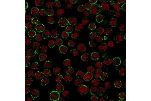 Immunofluorescence staining of Raji cells.