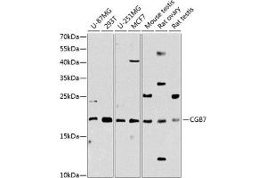 Western blot analysis of extracts of various cell lines, using CGB7 Antibody (ABIN6129264, ABIN6138475, ABIN6138477 and ABIN6216298) at 1:1000 dilution. (CGB7 Antikörper  (AA 21-165))
