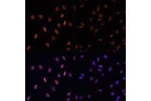 Immunofluorescence analysis of NIH/3T3 cells using Acetyl-Histone H2B-K12 antibody (ABIN7267731) at dilution of 1:100. (Histone H2B Antikörper  (acLys12))