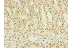 Immunohistochemistry of paraffin-embedded human adrenal gland tissue using ABIN7160967 at dilution of 1:100 (NDUFS6 Antikörper  (AA 29-124))