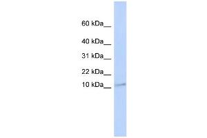 WB Suggested Anti-TMEM93 Antibody Titration:  0. (TMEM93 Antikörper  (N-Term))