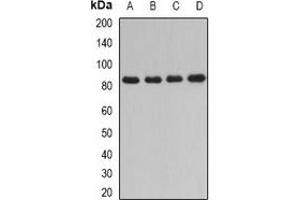 Western blot analysis of DPP3 expression in HT29 (A), Jurkat (B), mouse thymus (C), rat liver (D) whole cell lysates. (DPP3 Antikörper)