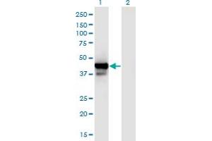 Western Blot analysis of PPID expression in transfected 293T cell line by PPID monoclonal antibody (M01), clone 4C7. (PPID Antikörper  (AA 1-370))