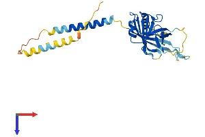 ITM2A Protein (AA 1-263) (His tag)