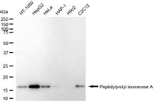 Western blotting analysis using Peptidylprolyl isomerase A antibody (ABIN7799766). (Rekombinanter PPIA Antikörper)