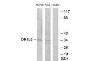 Western blot analysis of extracts from HuvEc/HeLa cells, using OR1L6 Antibody. (OR1L6 Antikörper  (AA 111-160))