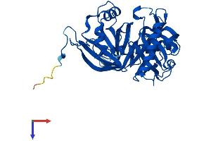 L3HYPDH Protein (AA 1-354) (His tag)