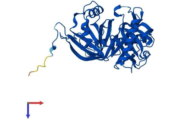L3HYPDH Protein (AA 1-354) (His tag)